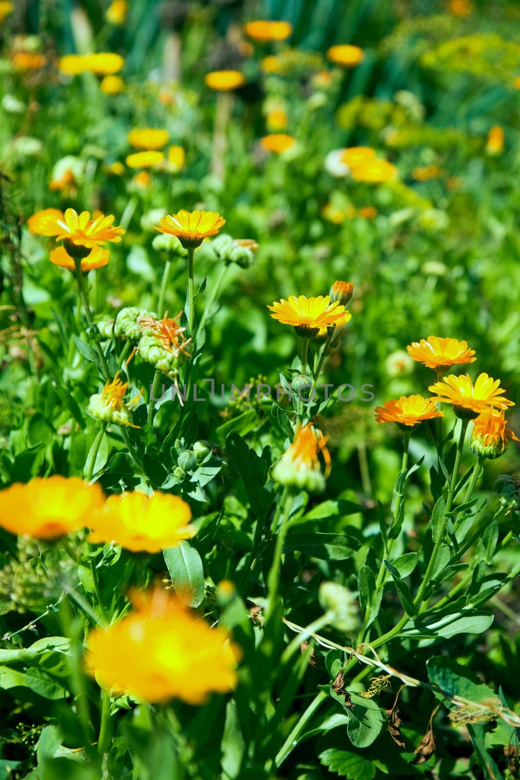 Calendula flowers at the lawn.