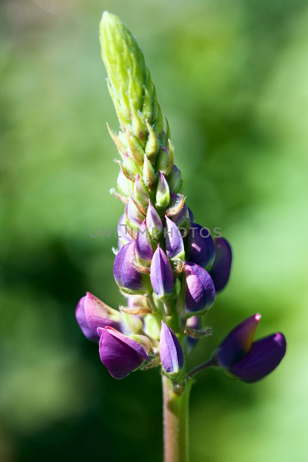 Lupine wild flower. Karaganda, august 2007