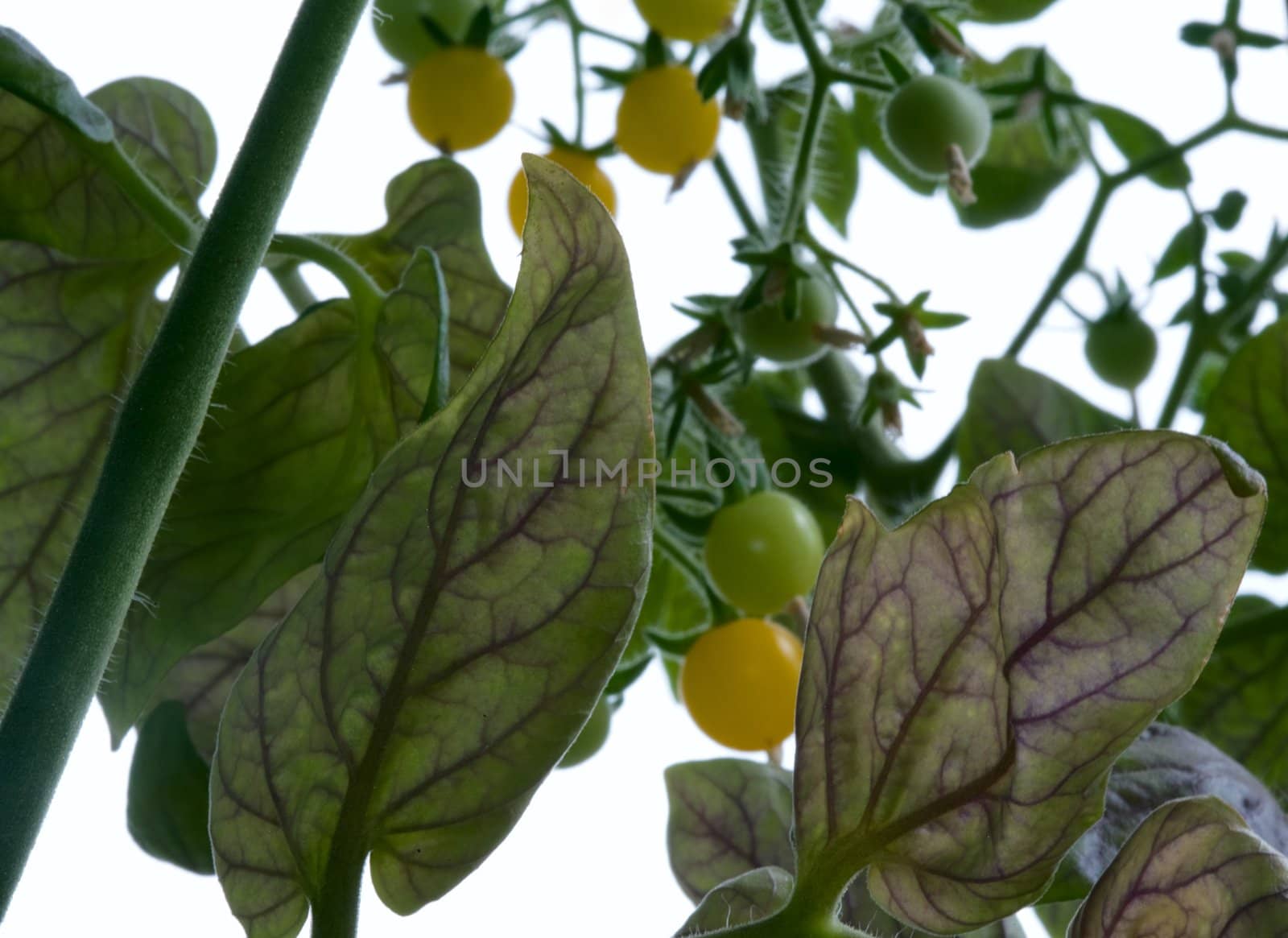 Decorative yellow tomatoes. Homegarden, Novosibirsk, august 2007