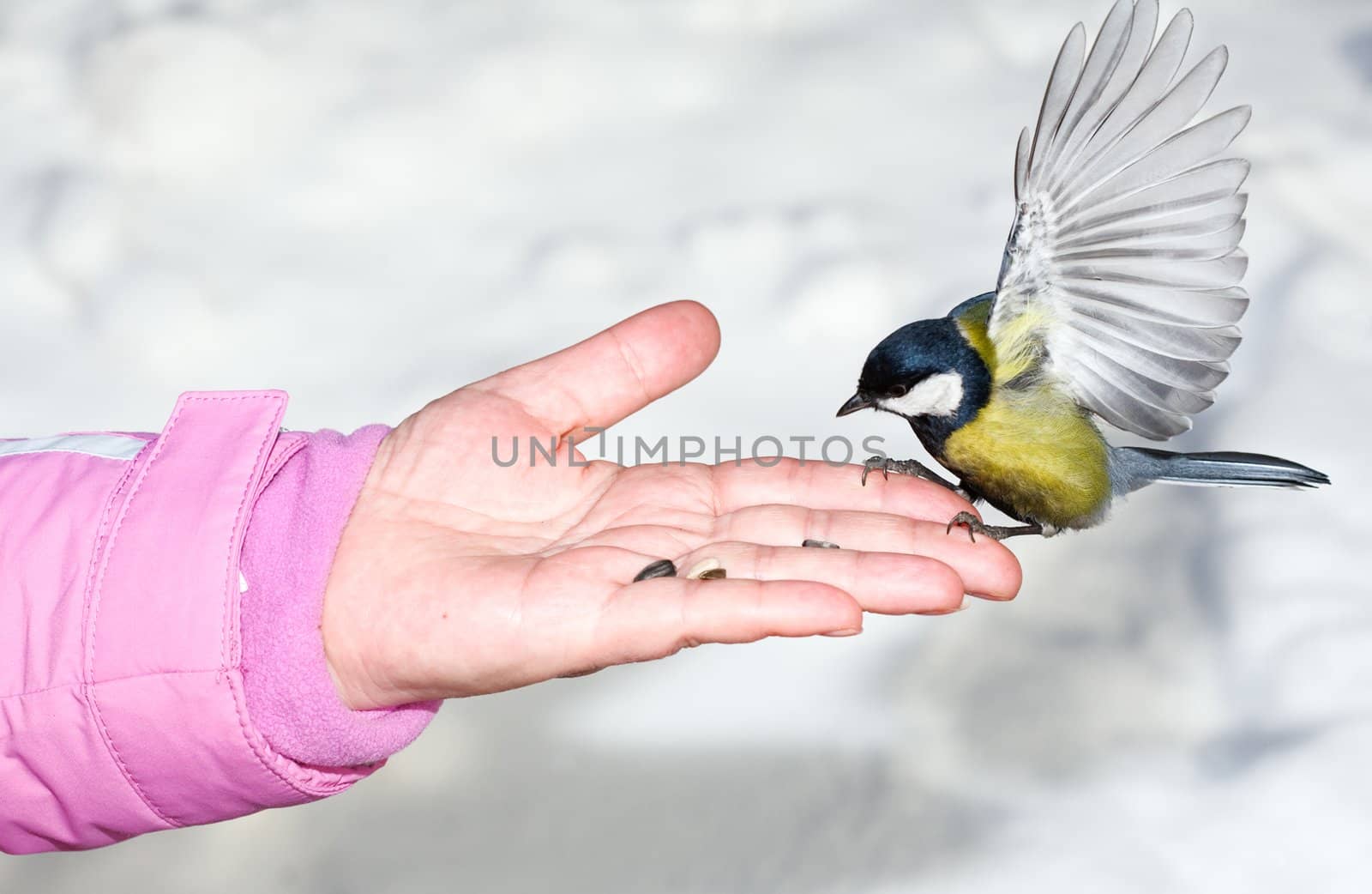 Titmouse landing to women hand