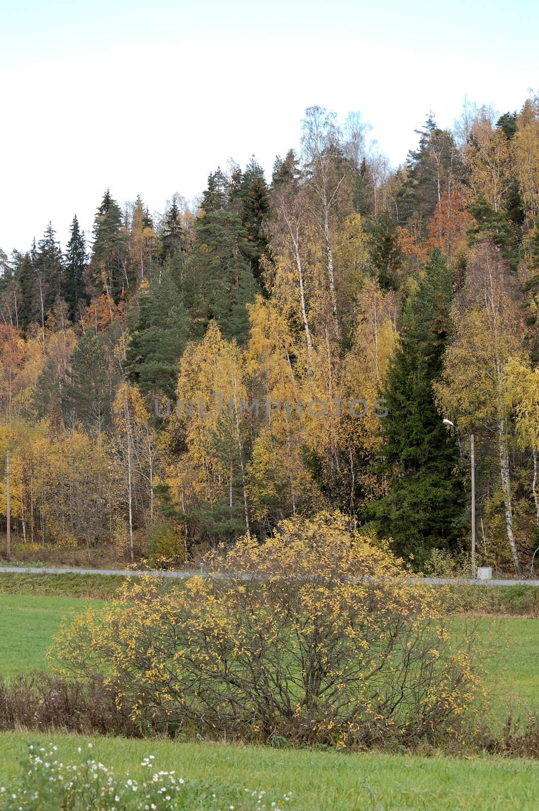 Multi-coloured autumn trees on a hill, with a few late flowers and greenery in the foreground.
