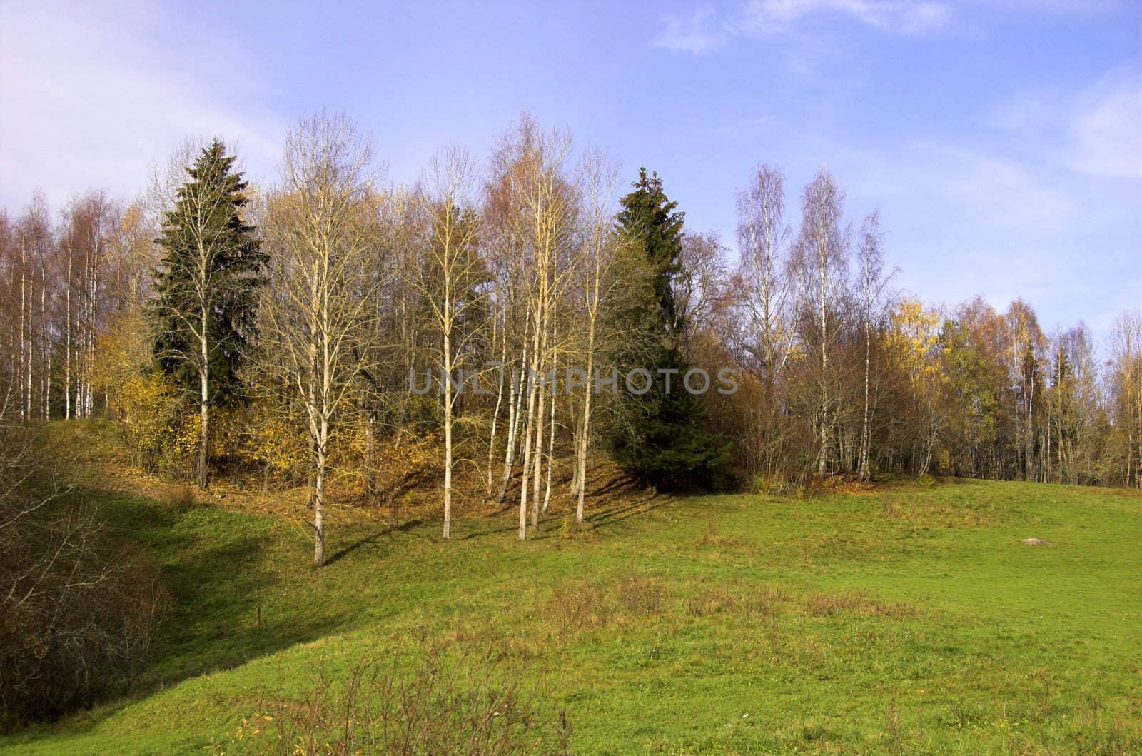 A green field, a row of almost bare trees and blue sky with whisps of white clouds - an idyllic autumn scene.