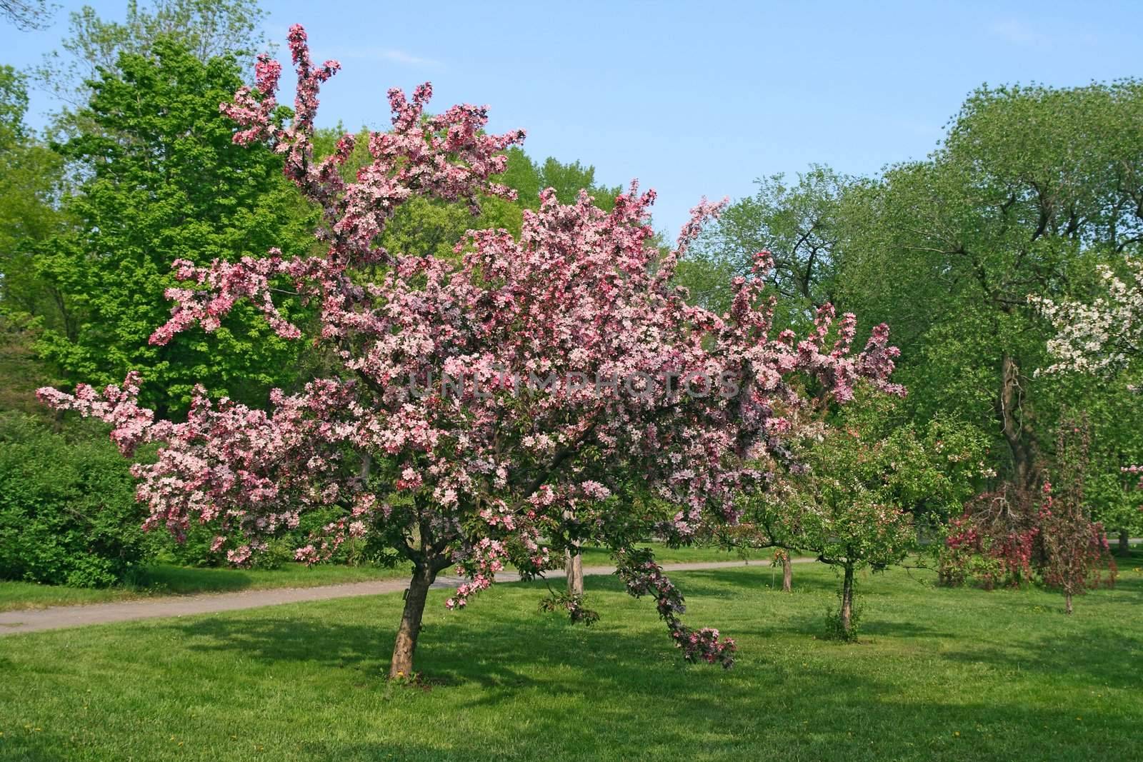 Beautiful blooming pink tree in the spring garden.