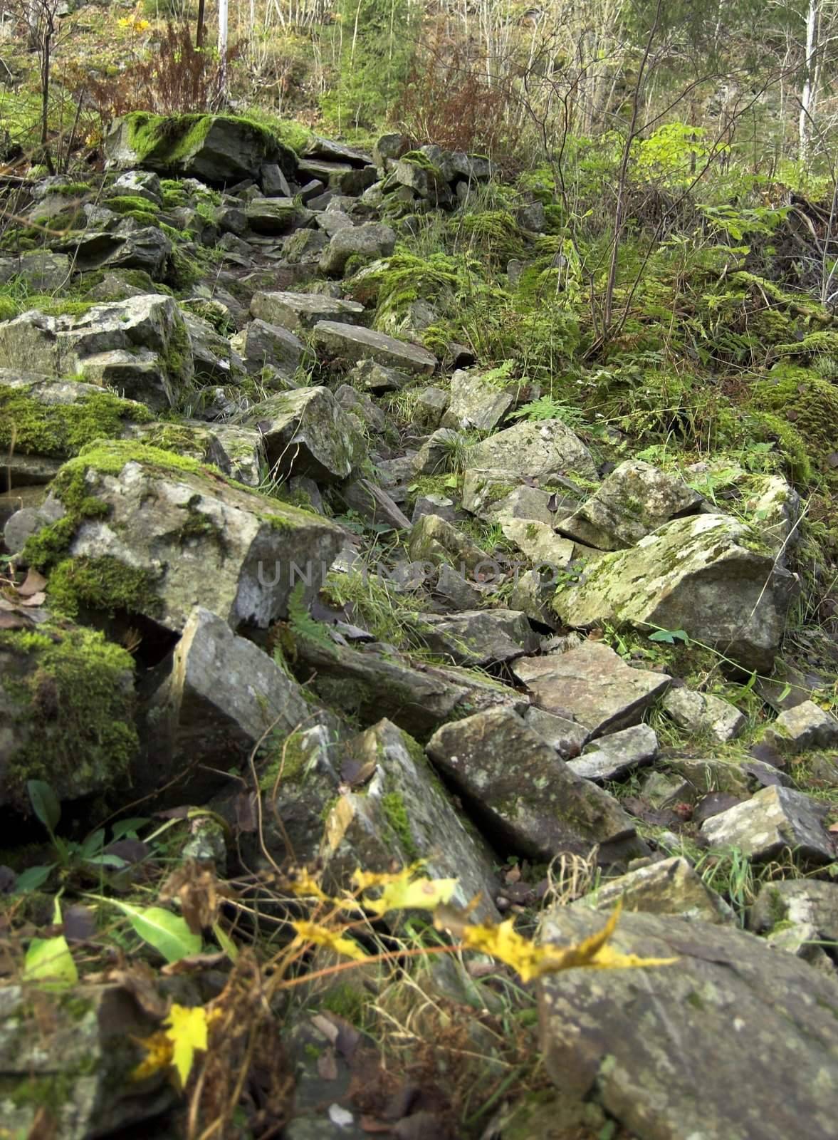 Moss-grown stones form a path leading uphill
