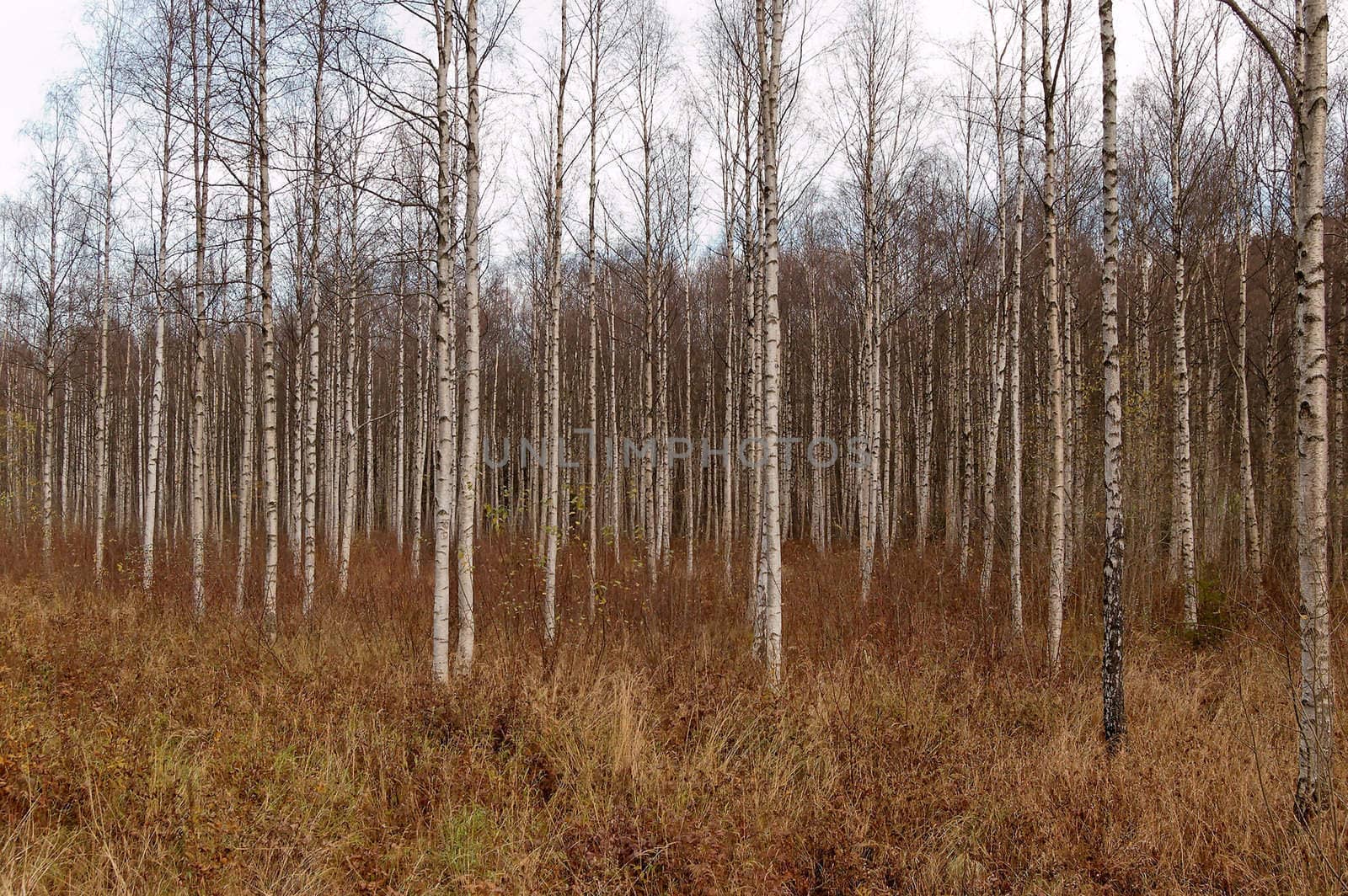 A thicket of birch trees during autumn.
