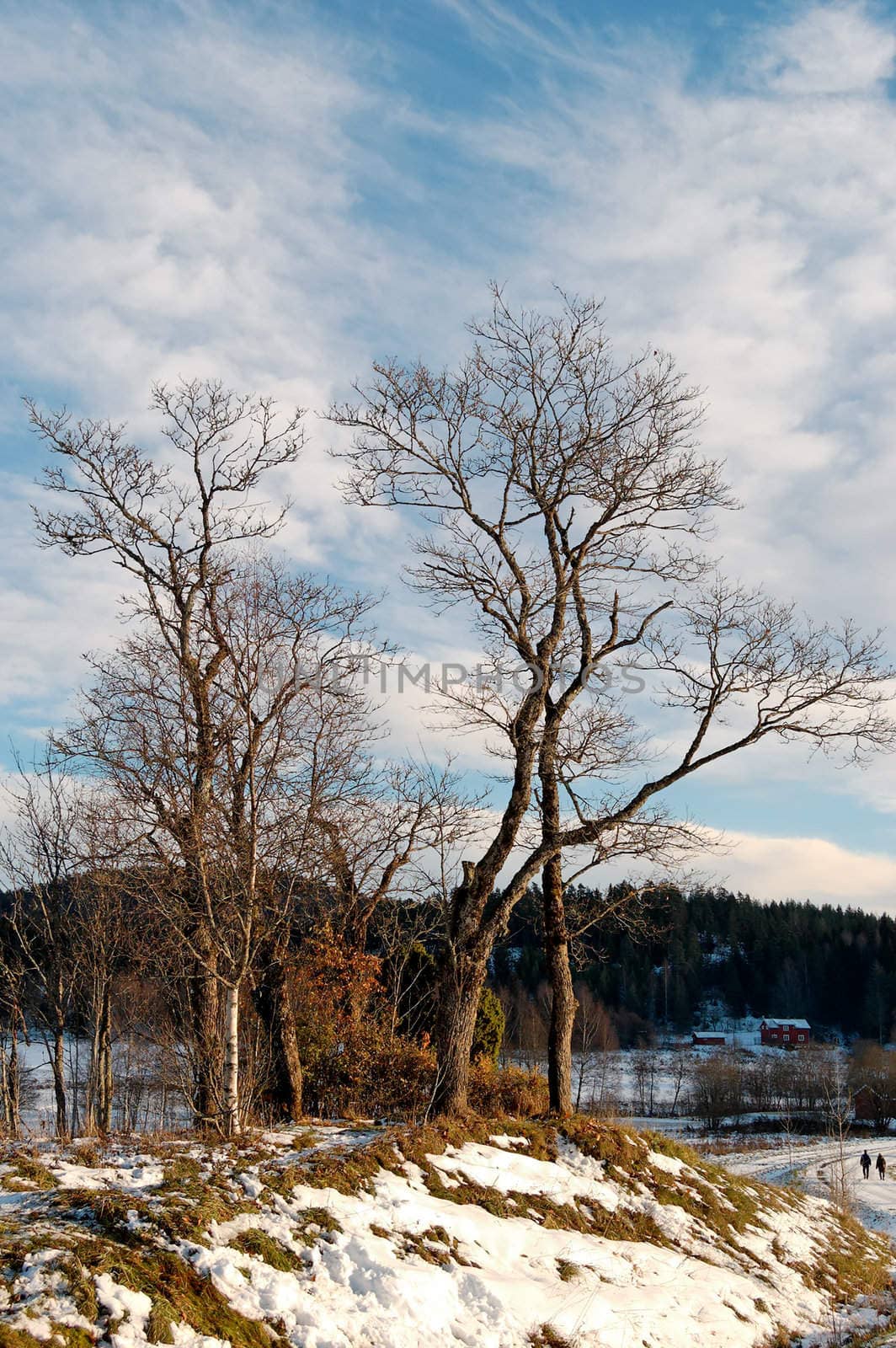 A cluster of trees on a small hillock, framed by a road, a forest and a sky with whisps of clouds. Losby, Norway.
