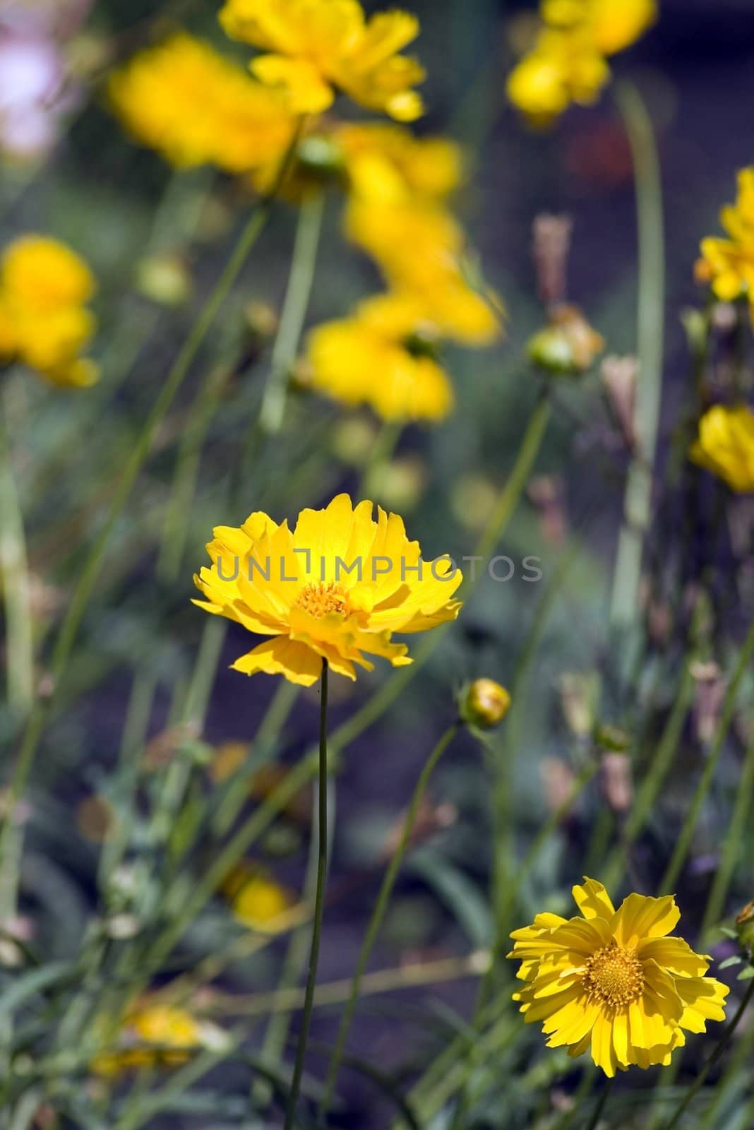 yellow flowers on the plant