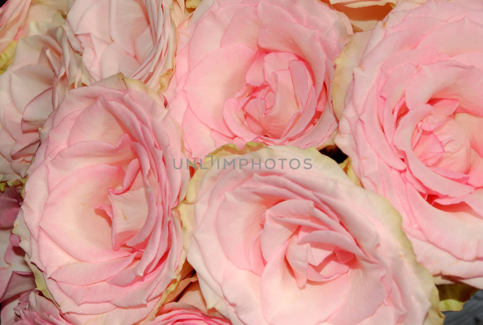 Four pink roses in a flower arrangement.
