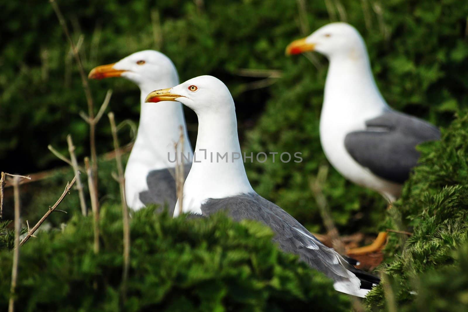 three sea gulls in the grass staring at left side
