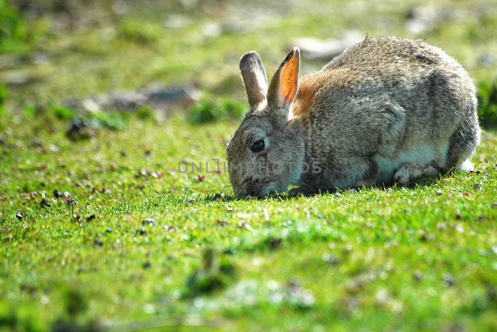 rabbit pasturing on green grass, horizontally framed shot