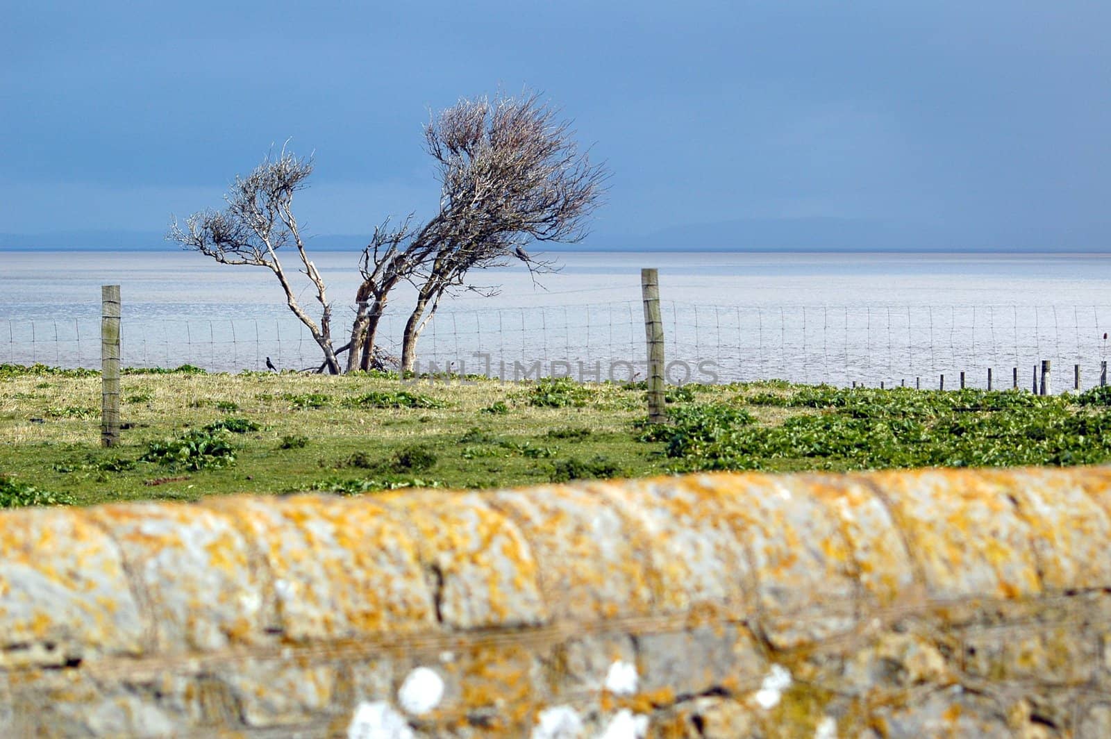 little tree on Flat holm island behind wall and fence with sky and sea