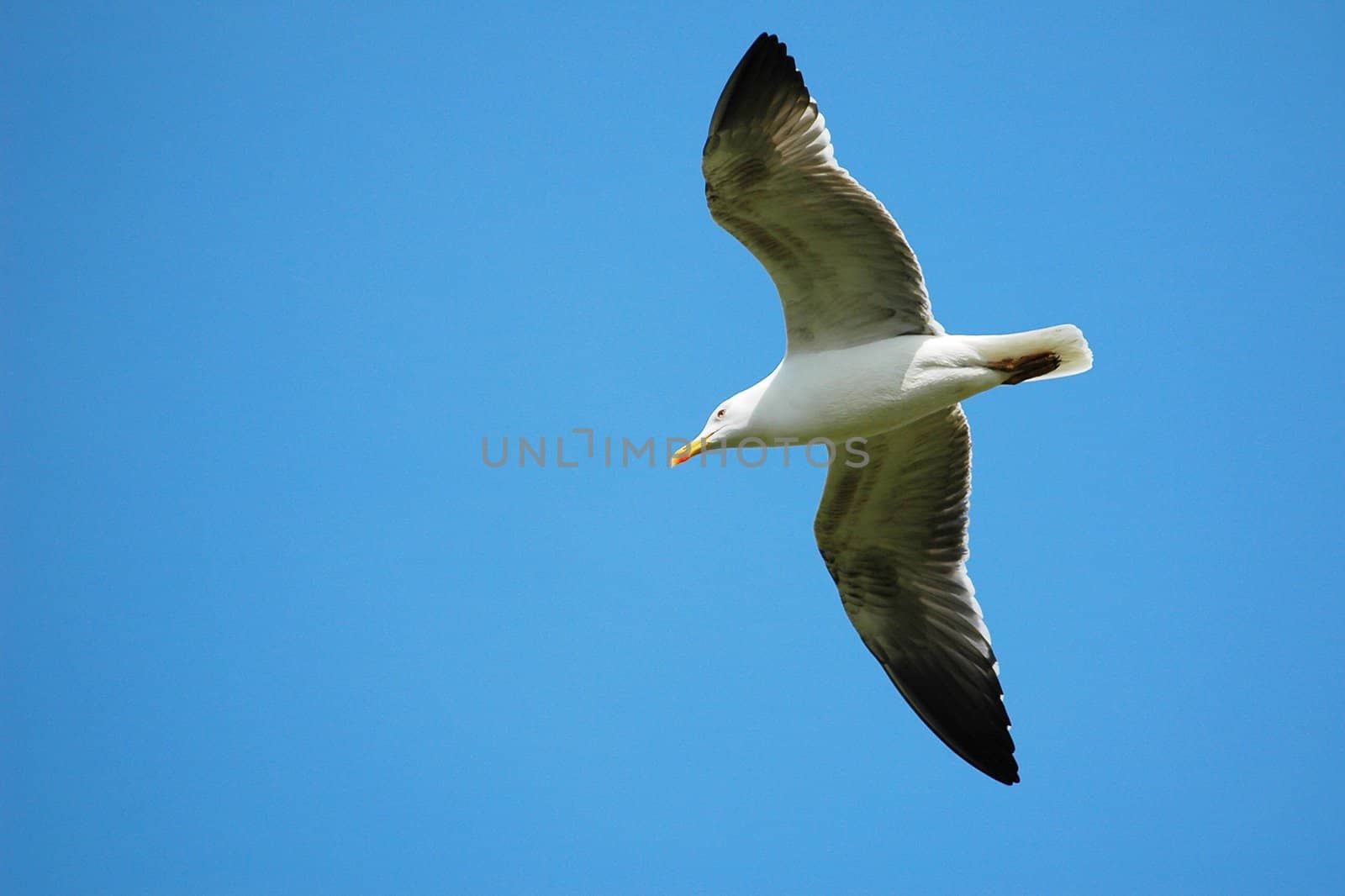 flying sea gull on the blue sunny sky without clouds, view from below