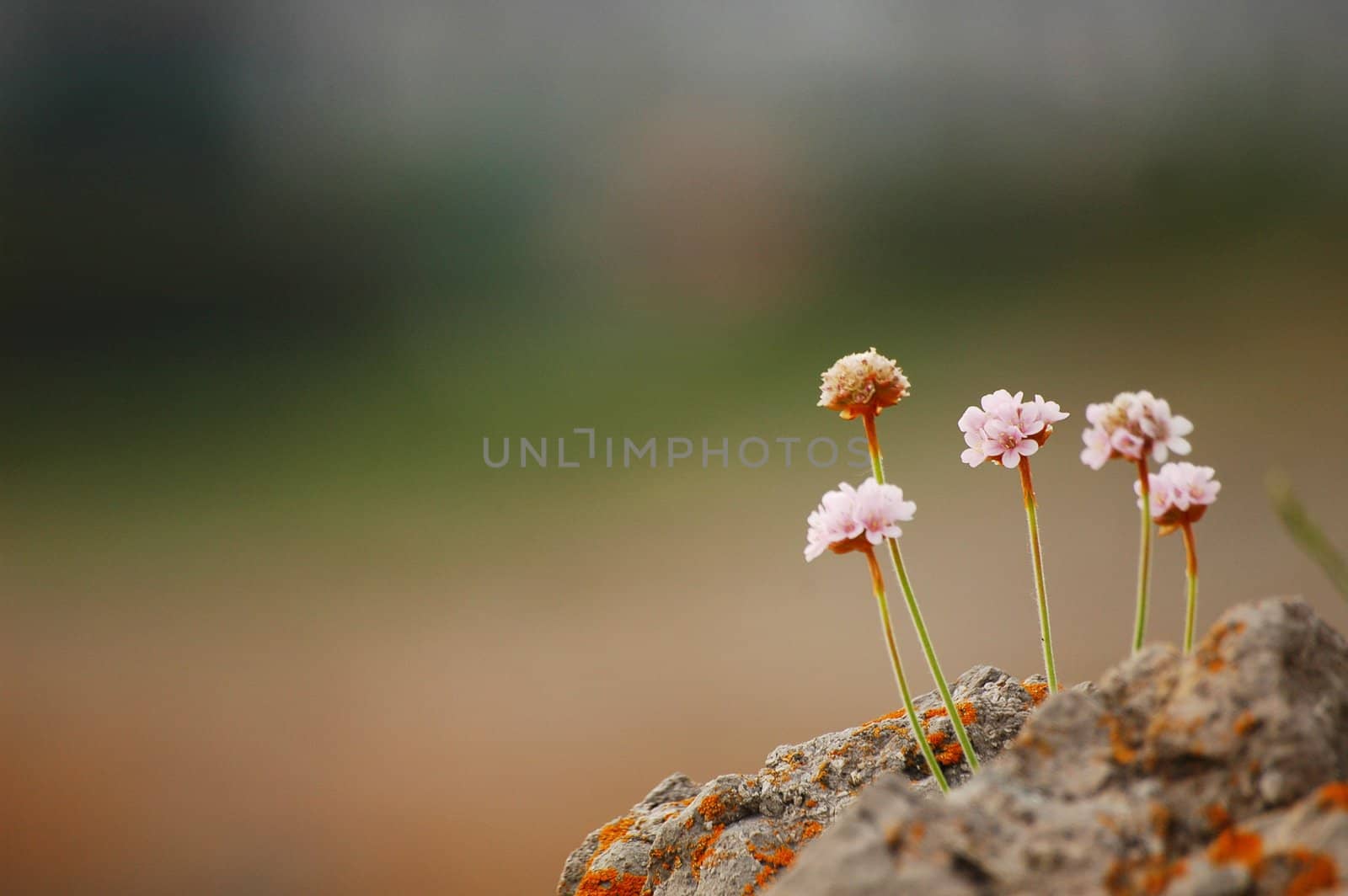 macro shot of flowers growing on the rock