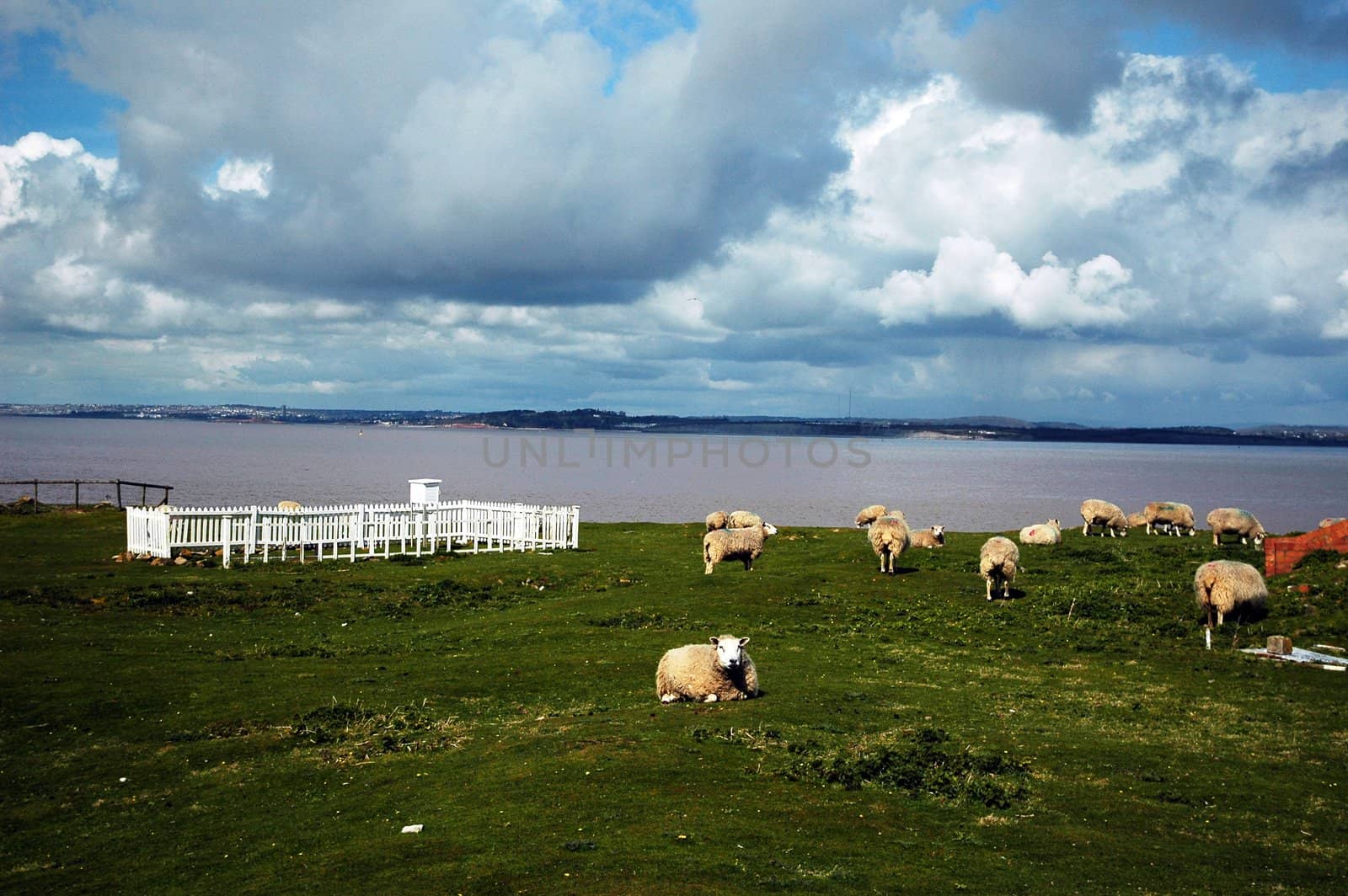 sheep famr on Flat holm island with a flock of sheep,  grass field and beautiful blue sky with wild white clouds