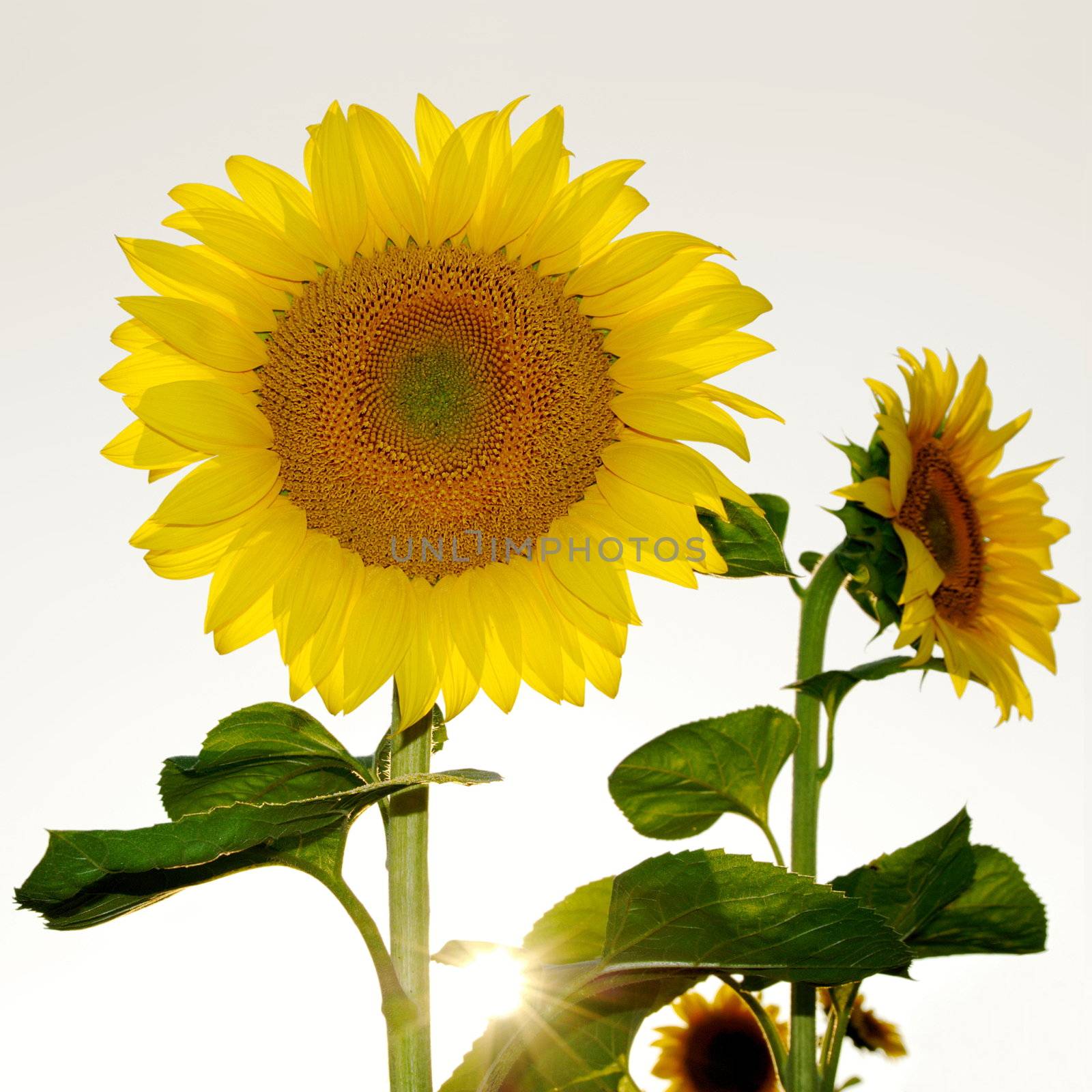 beautiful sunflowers with sunburst and copy space