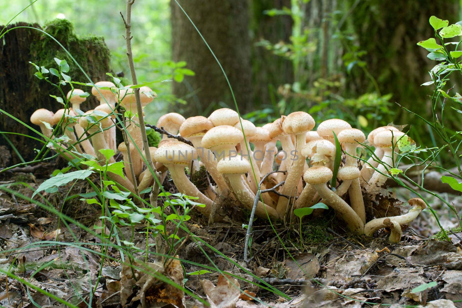 bunch of honey agaric mushrooms in forest by Alekcey