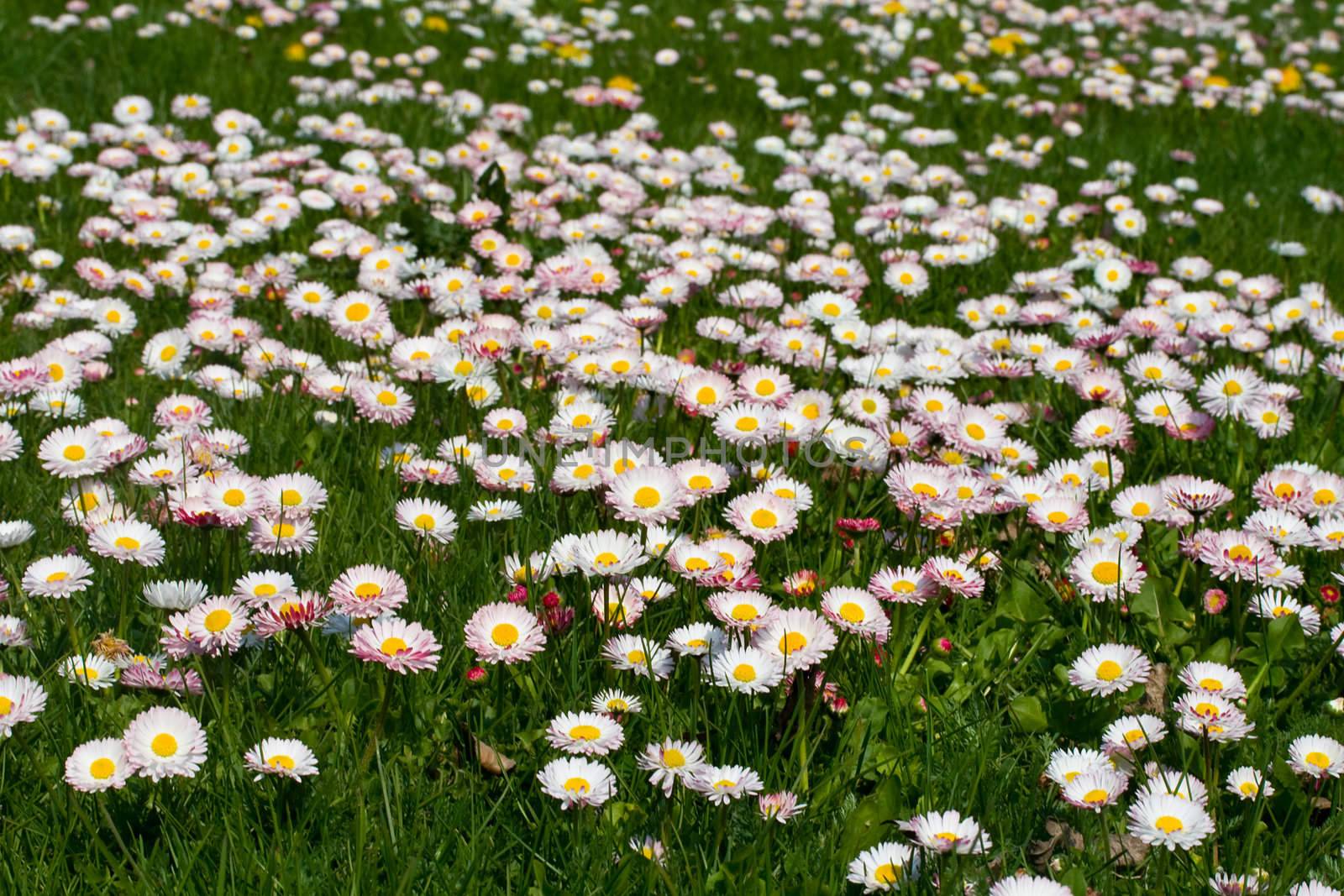 field with blooming daisies in spring