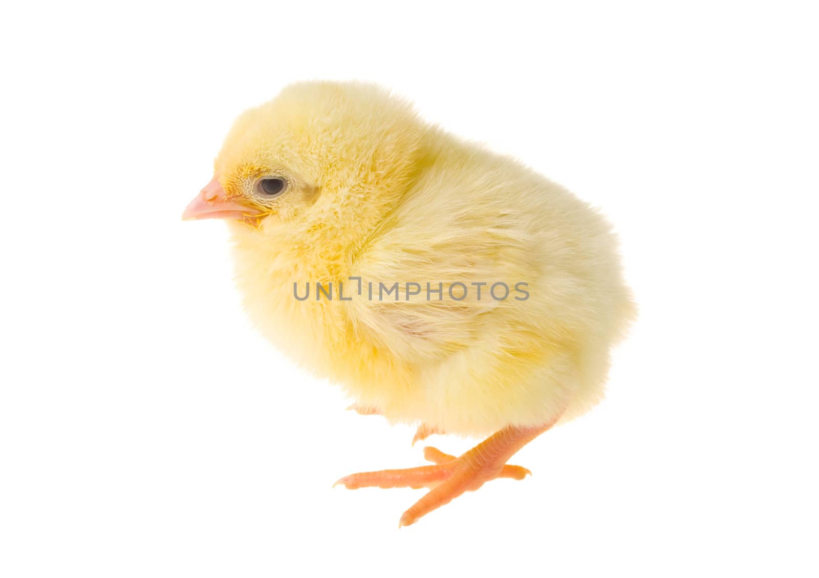 single small yellow chick, isolated on white