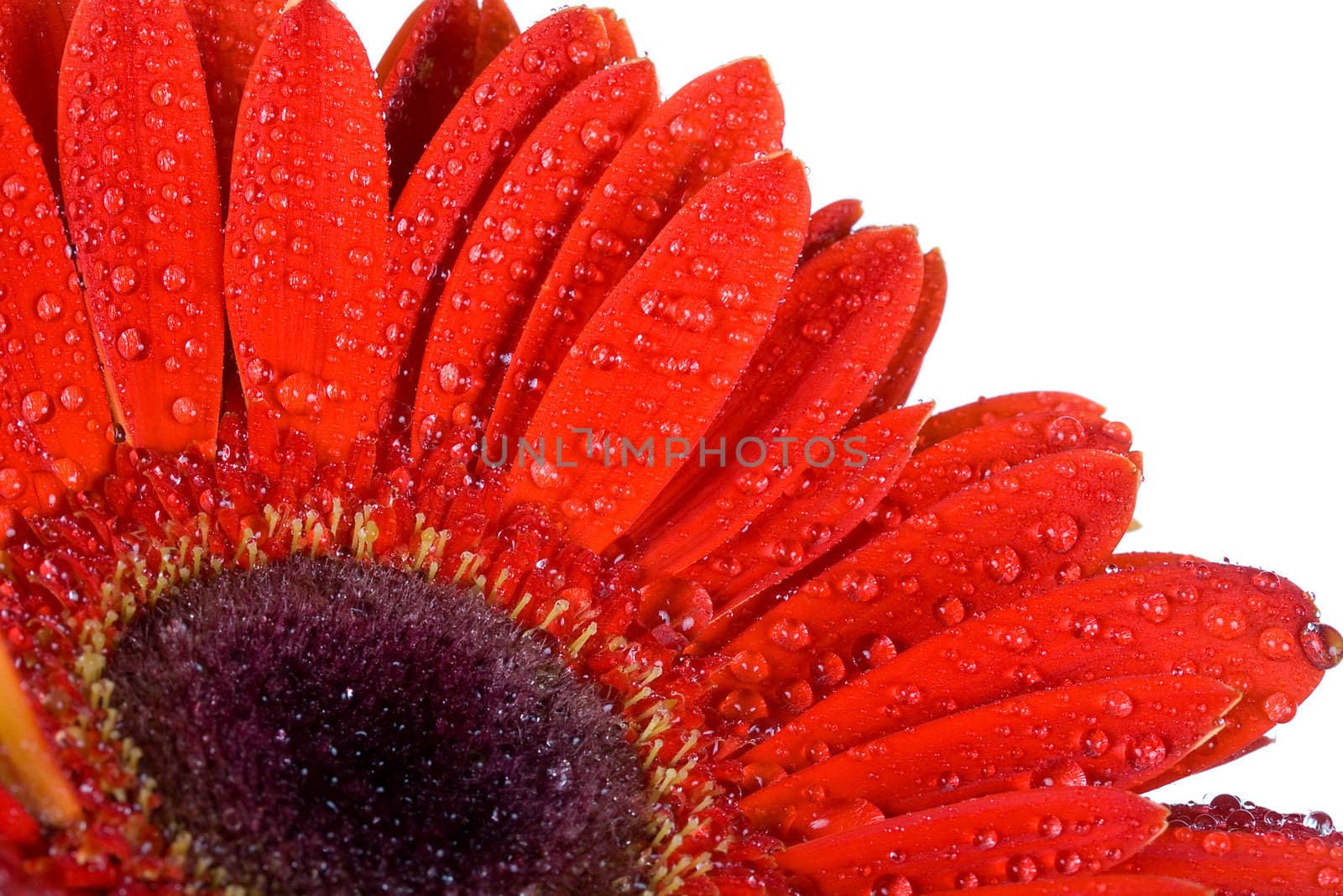 part of red gerbera with drops of water, isolated on white