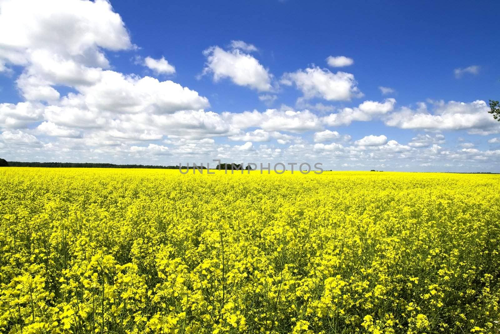 Yellow canola field in Lithuania - Europe