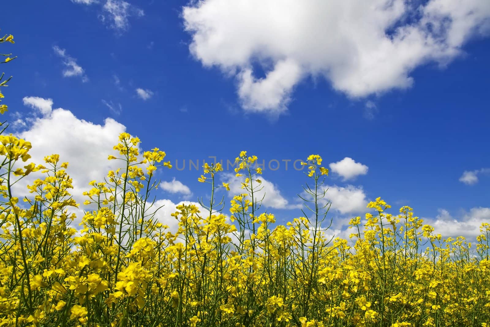 Clouds over field colza in spring