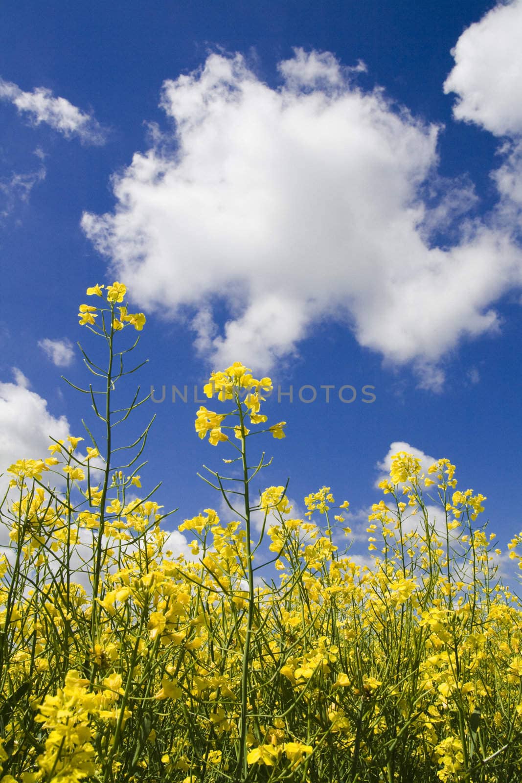 Clouds over field colza in spring