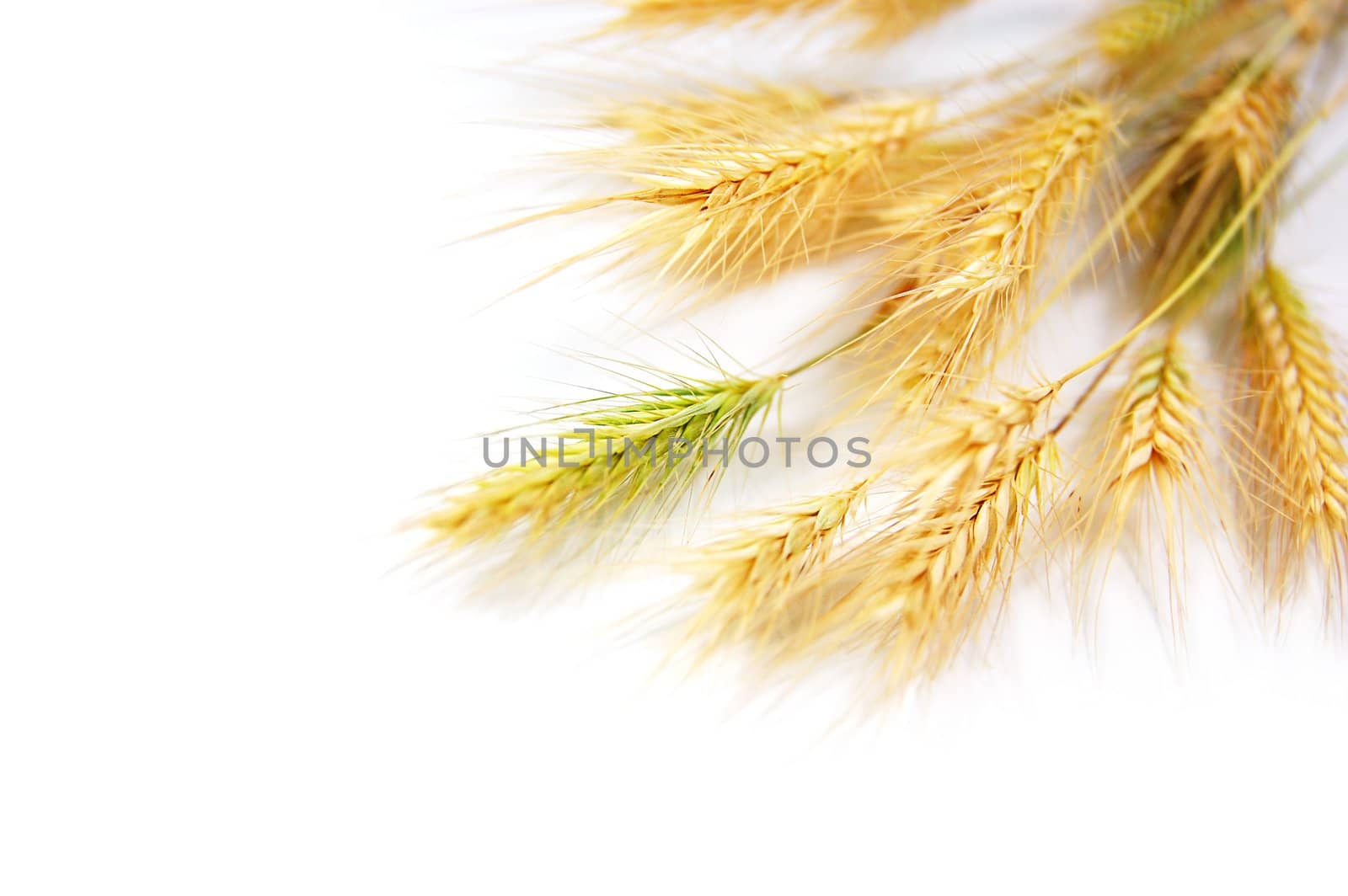 Wheat by Angel_a