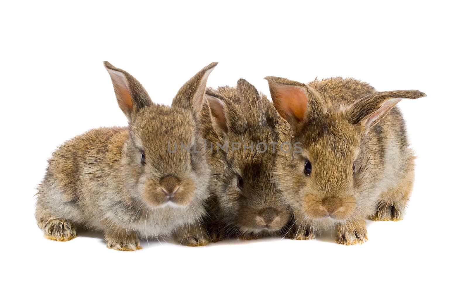 close-up tree little rabbits, isolated on white