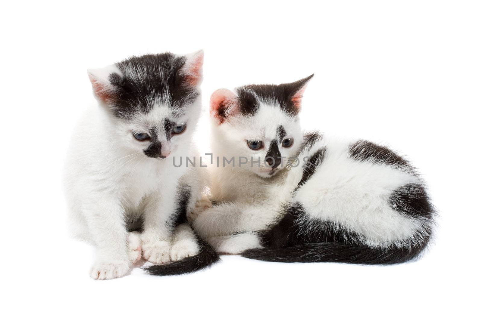 close-up black and white kittens