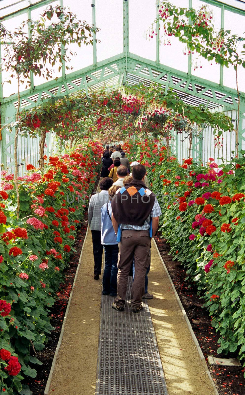 Tourists visit the Royal Greenhouses in Laeken, Belgium where they can view geraniums and fuschias in profusion.