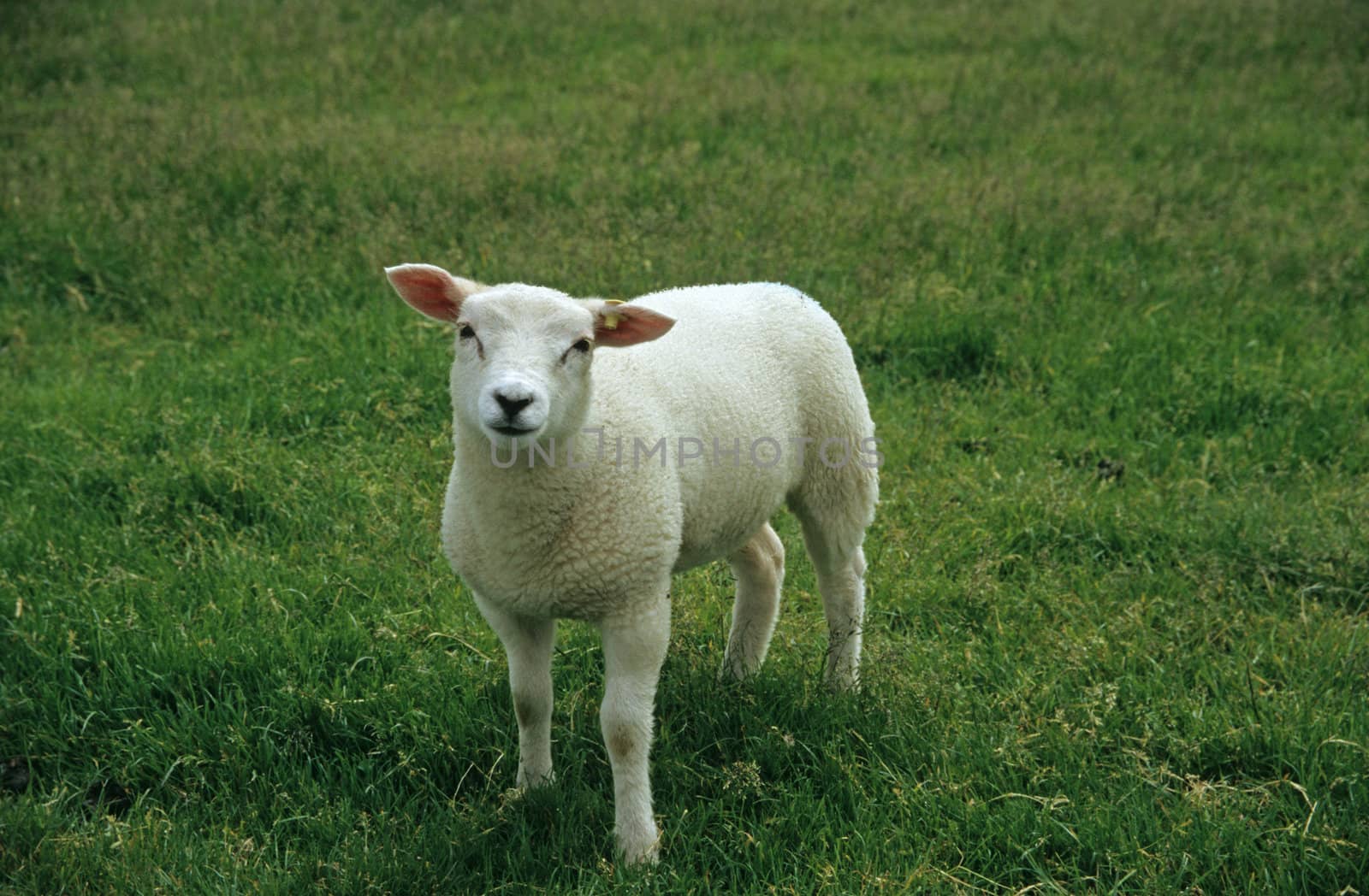 Baby sheep in grass at Easter time.