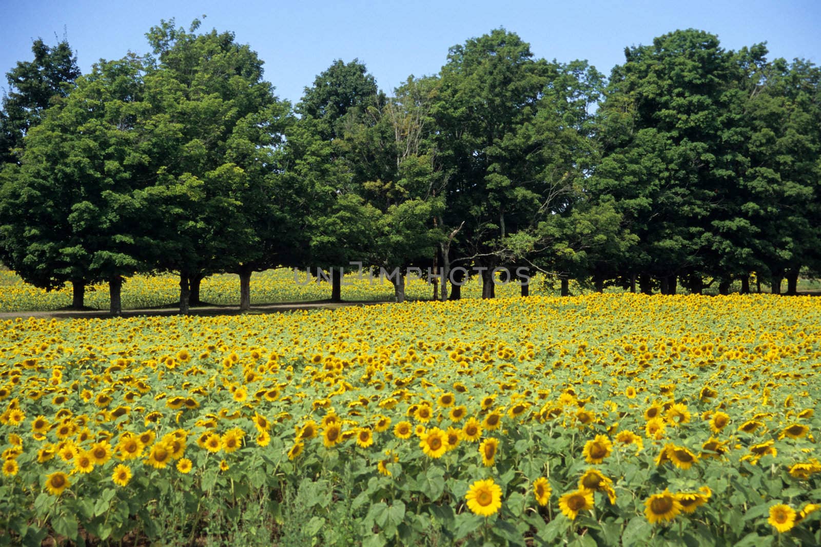 A field of Sunflowers with a border of trees in Nova Scotia, Canada.
