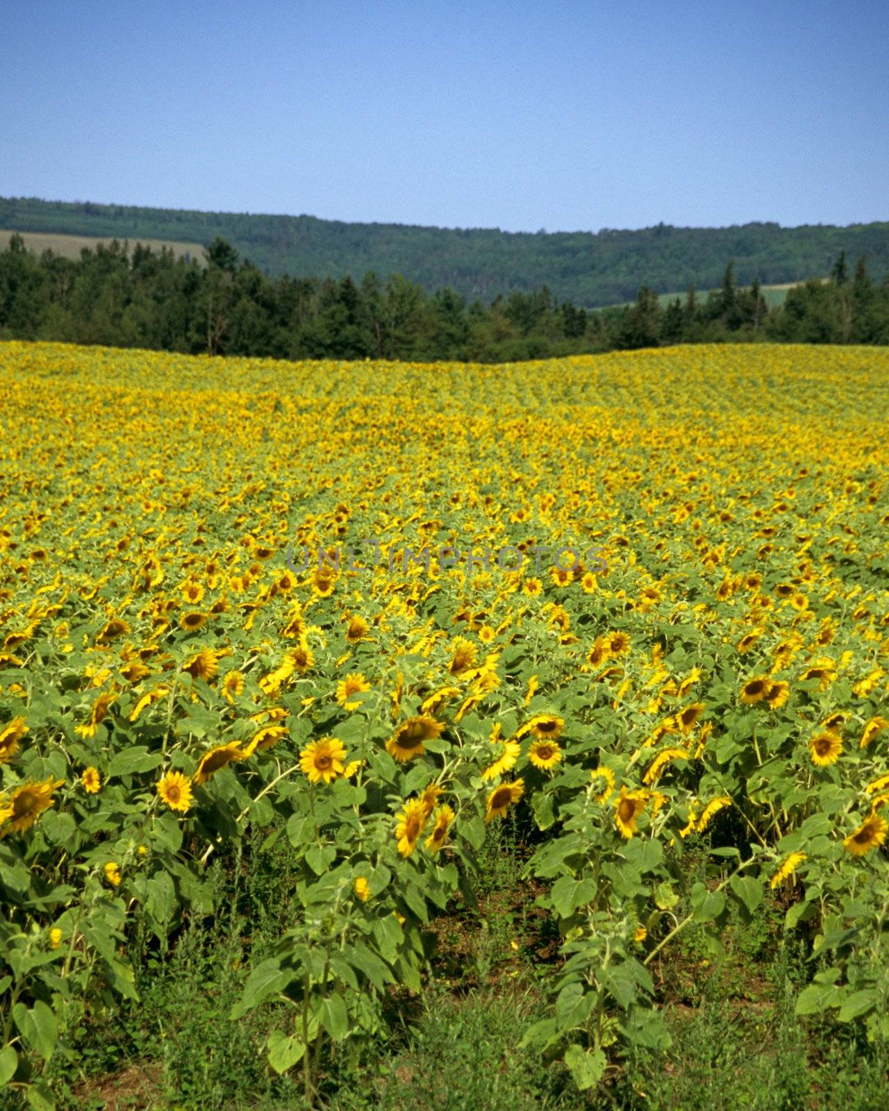 Field of Sunflowers by ACMPhoto