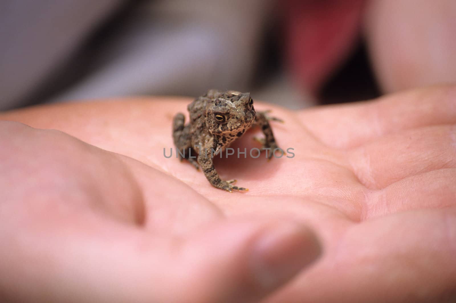 A tiny toad found in a garden sits in a man's hand