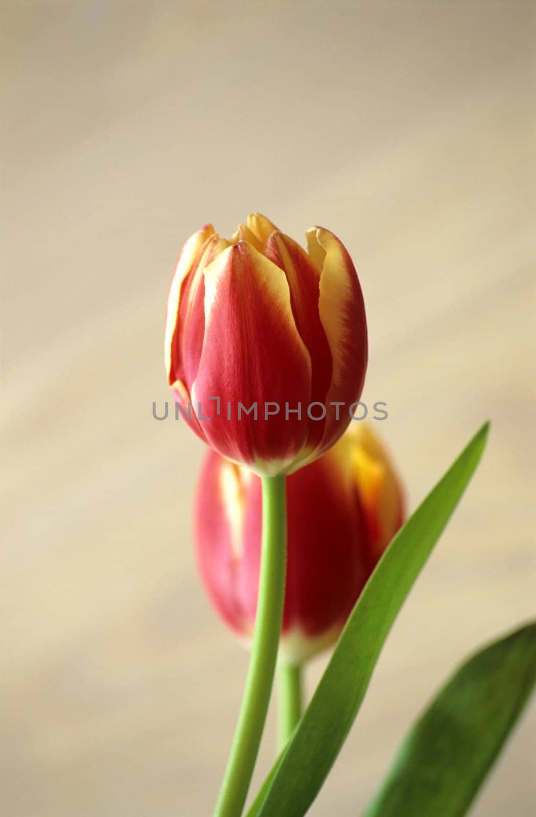 Beautiful spring tulips on neutral background.