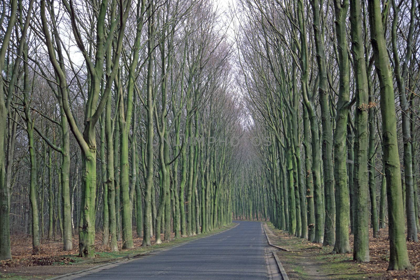 A quiet road through a forest in the Netherlands.