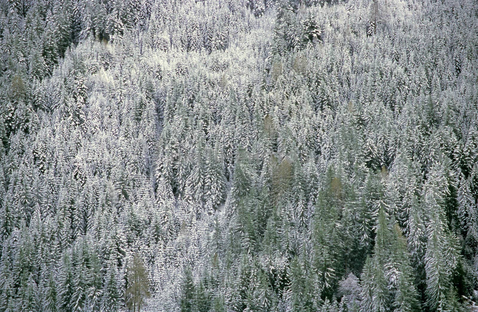 A background of snow-covered Christmas trees in the Austrian Alps.