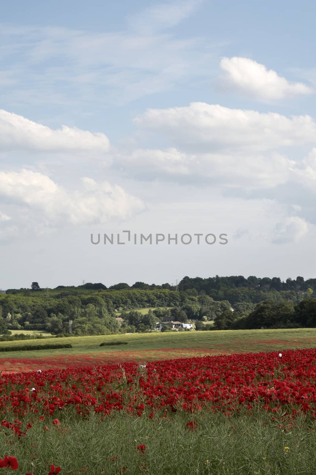 A field of poppies in the Kent countryside