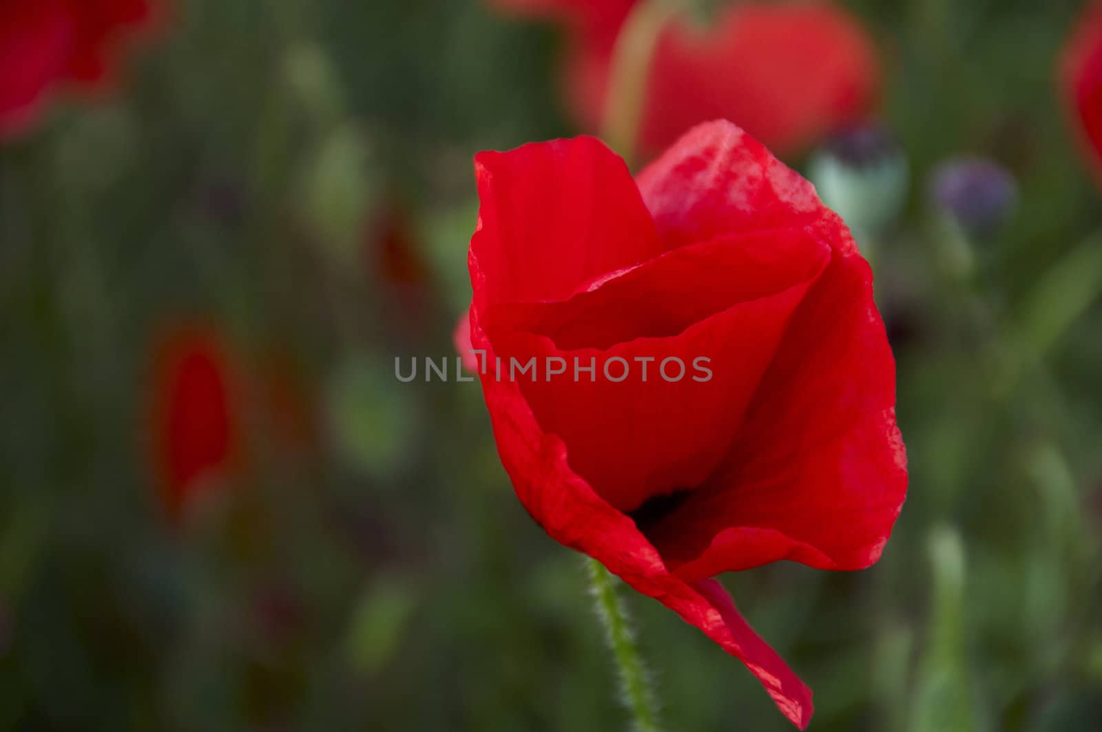 A poppy in a field of green corn