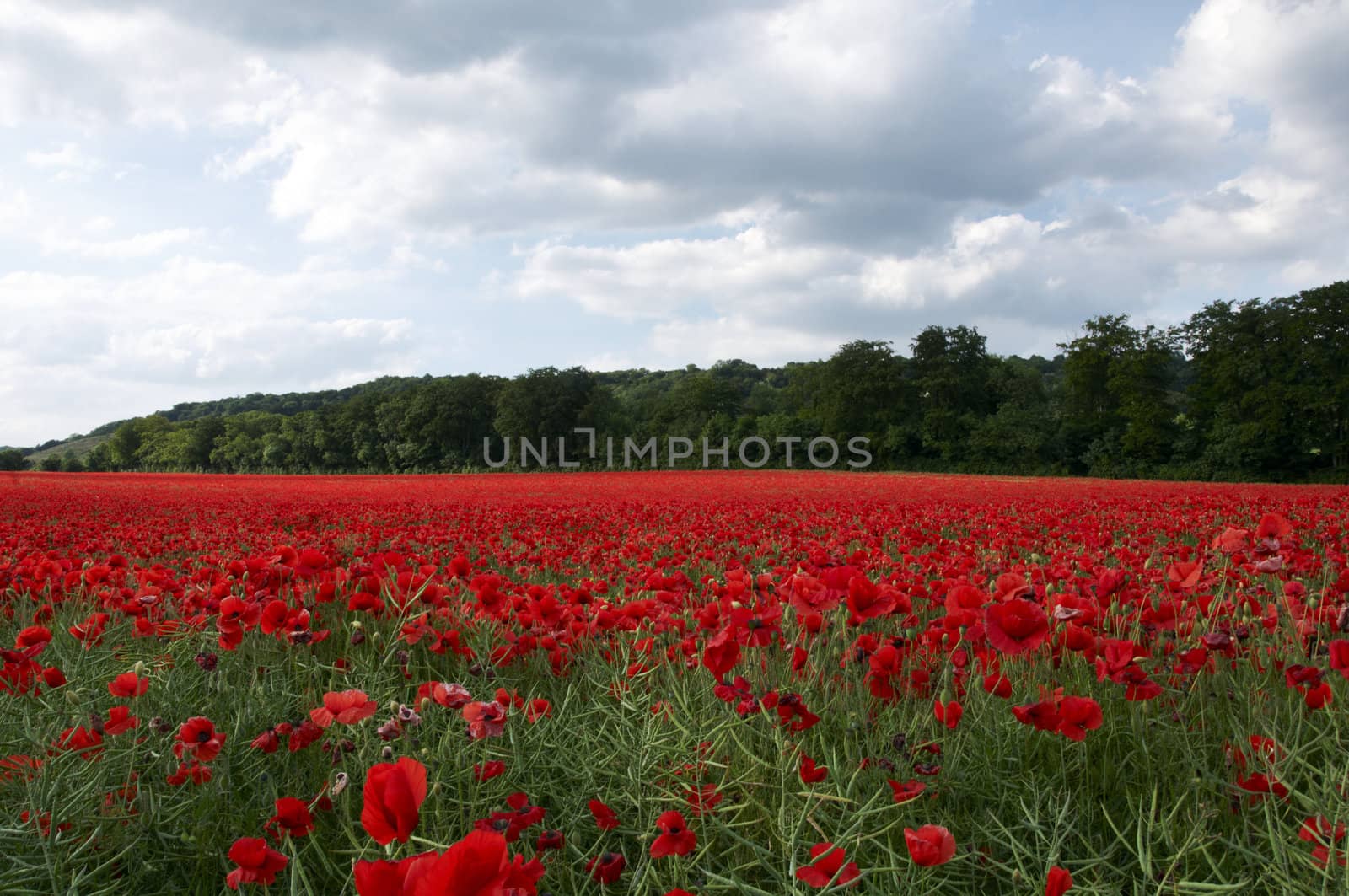 A field of poppies in the Kent countryside