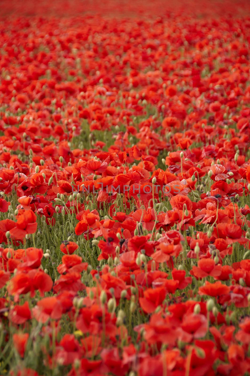 A field of poppies in the Kent countryside