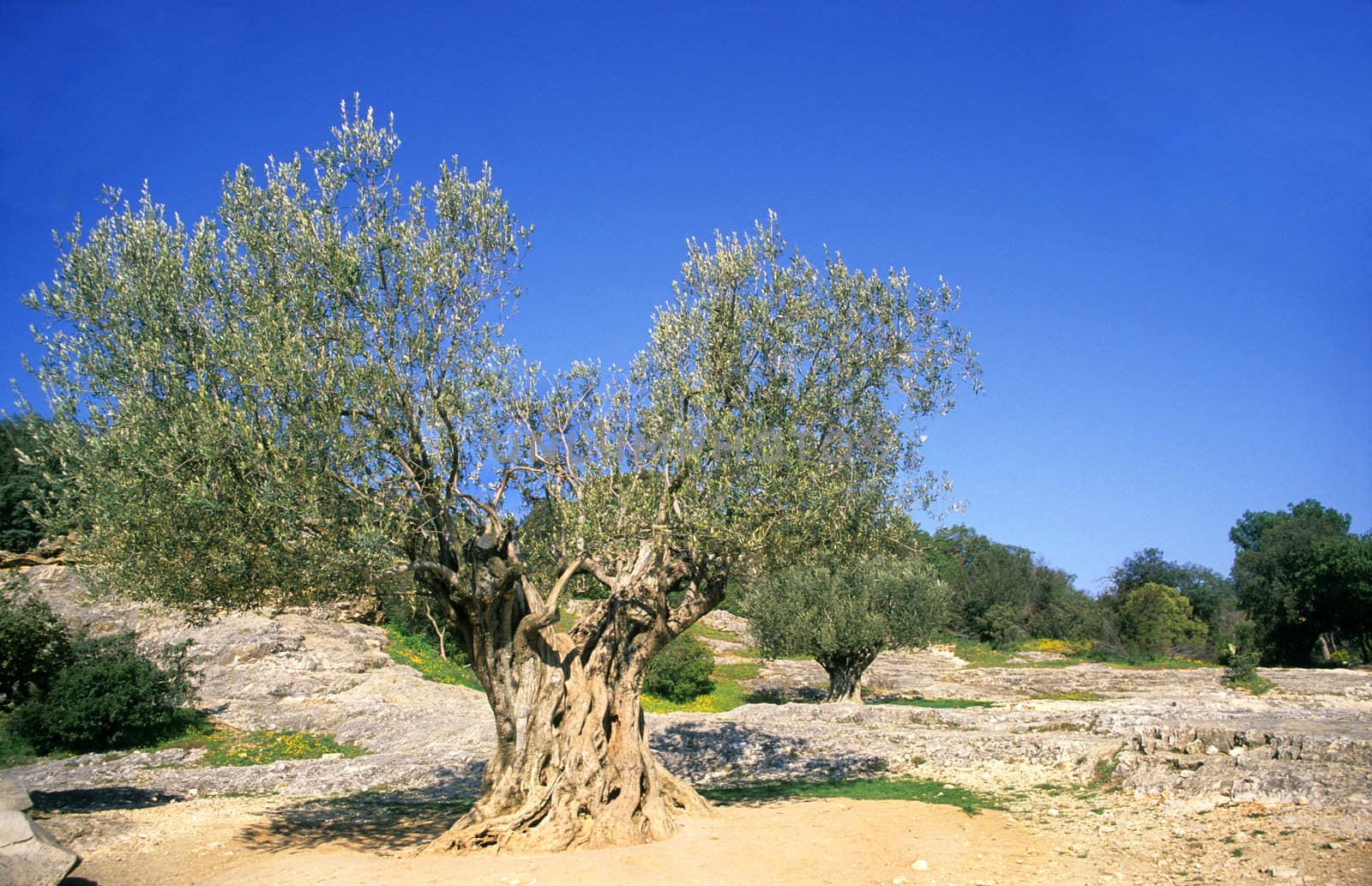 A gnarled ancient olive tree grown in Provence, France.