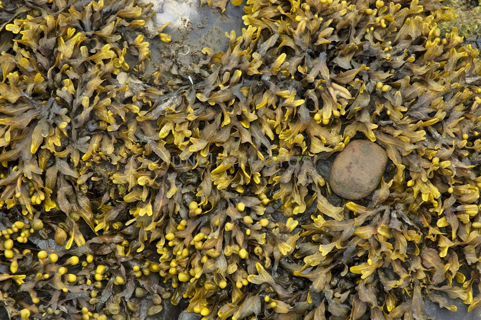 Algae on the beach in Ireland.