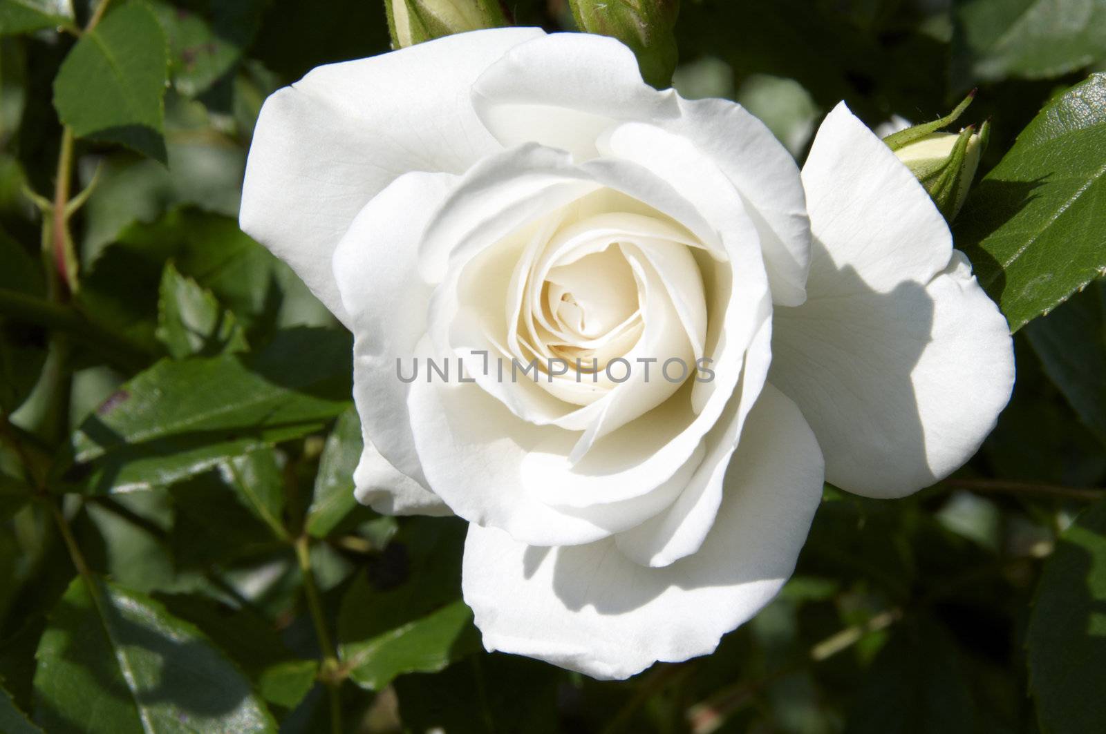 A white rose with green leaves in the background