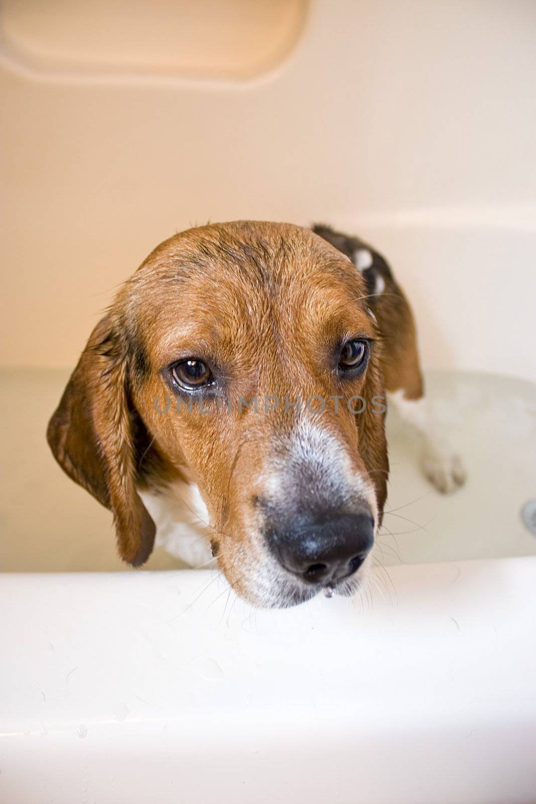 A beagle sitting in the bath tub.  He doesn't seem to be having a great time.
