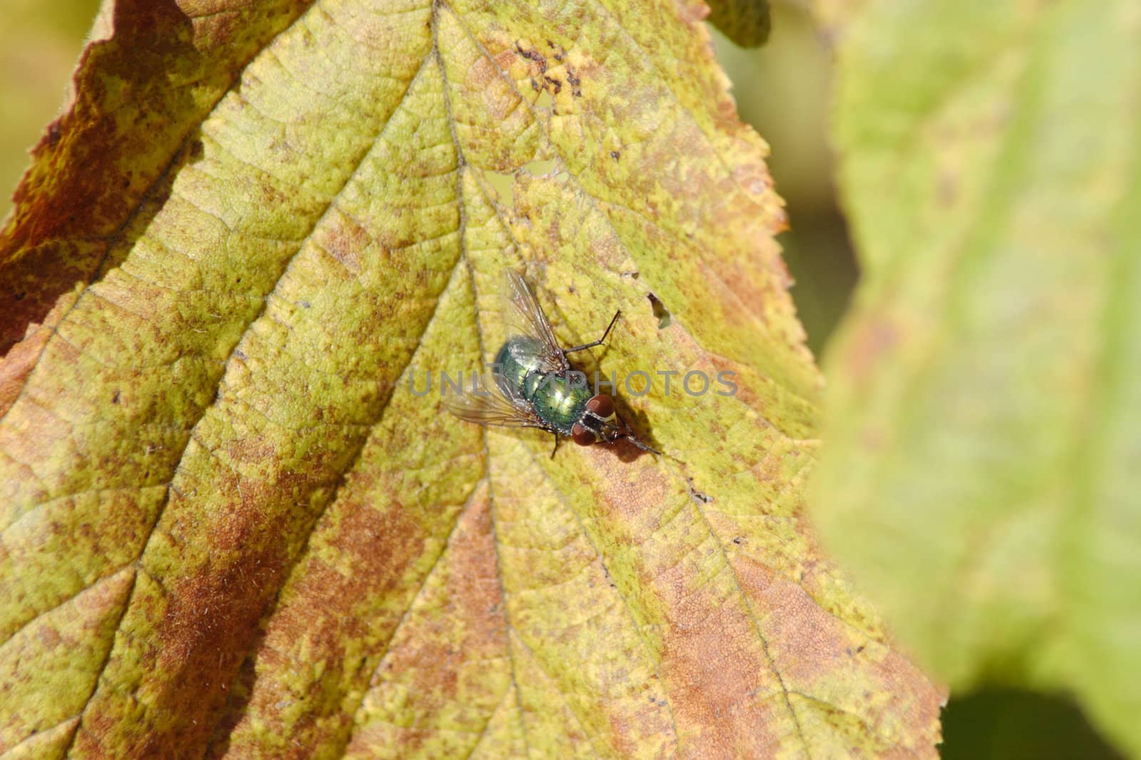 Green fly on autumn sheet removed close up