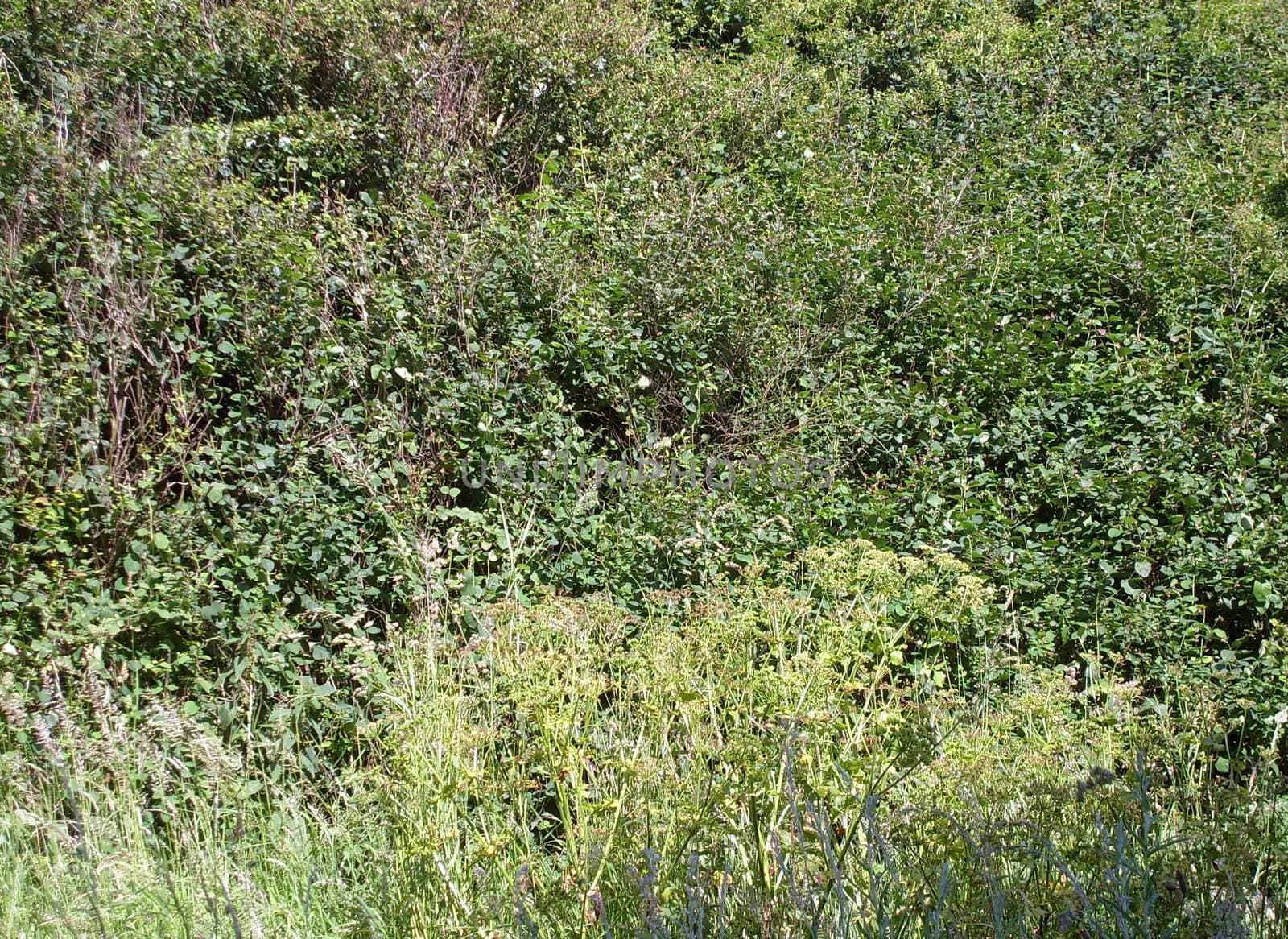 Dense countryside foliage, vegetation and greenery.