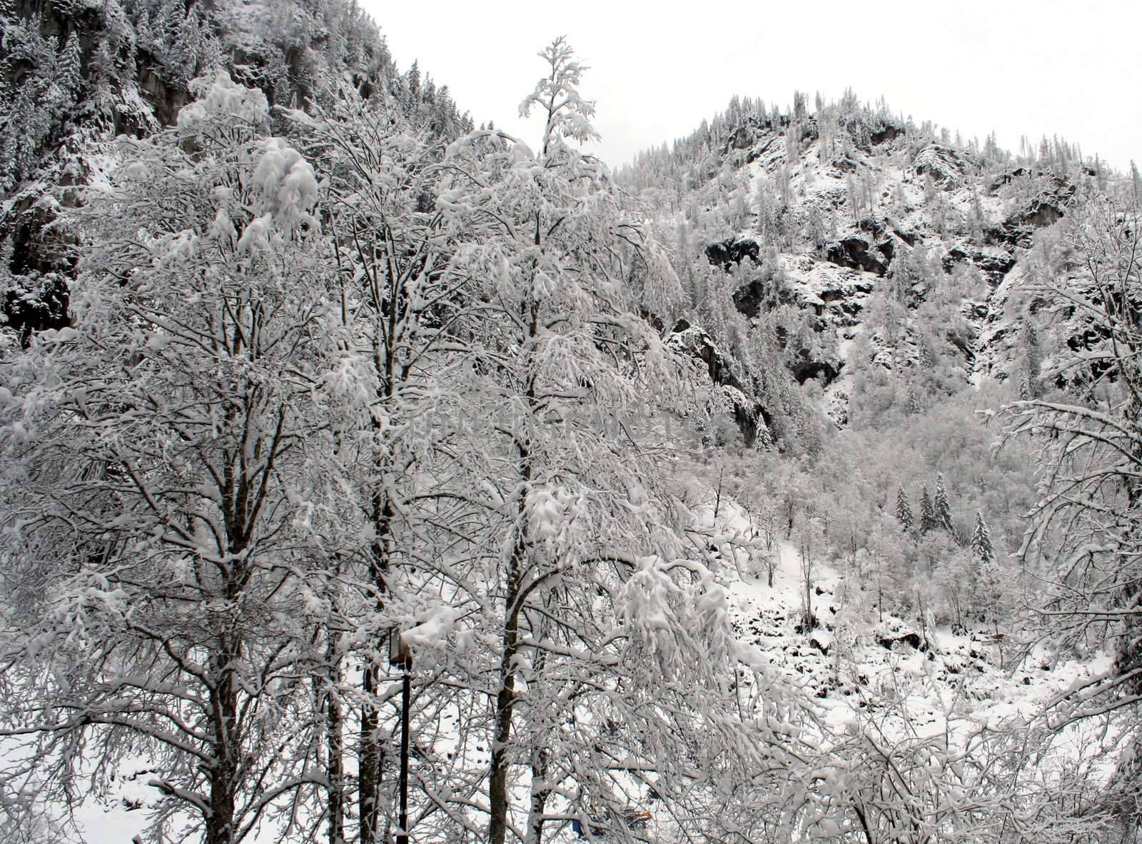 Snow covered Alpine forest in winter scene, Switzerland.