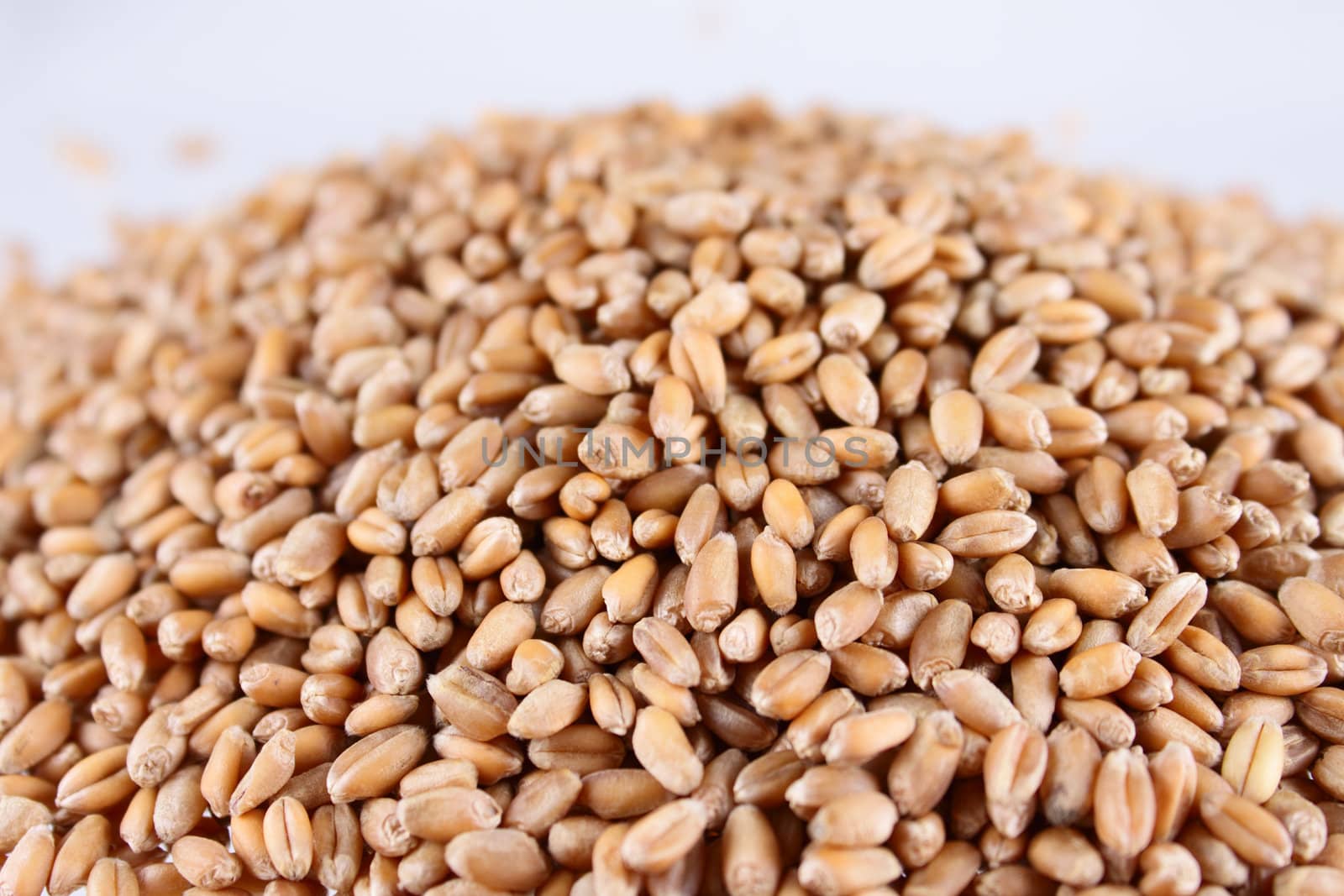 Handful of wheaten grain removed close up on a white background without isolation