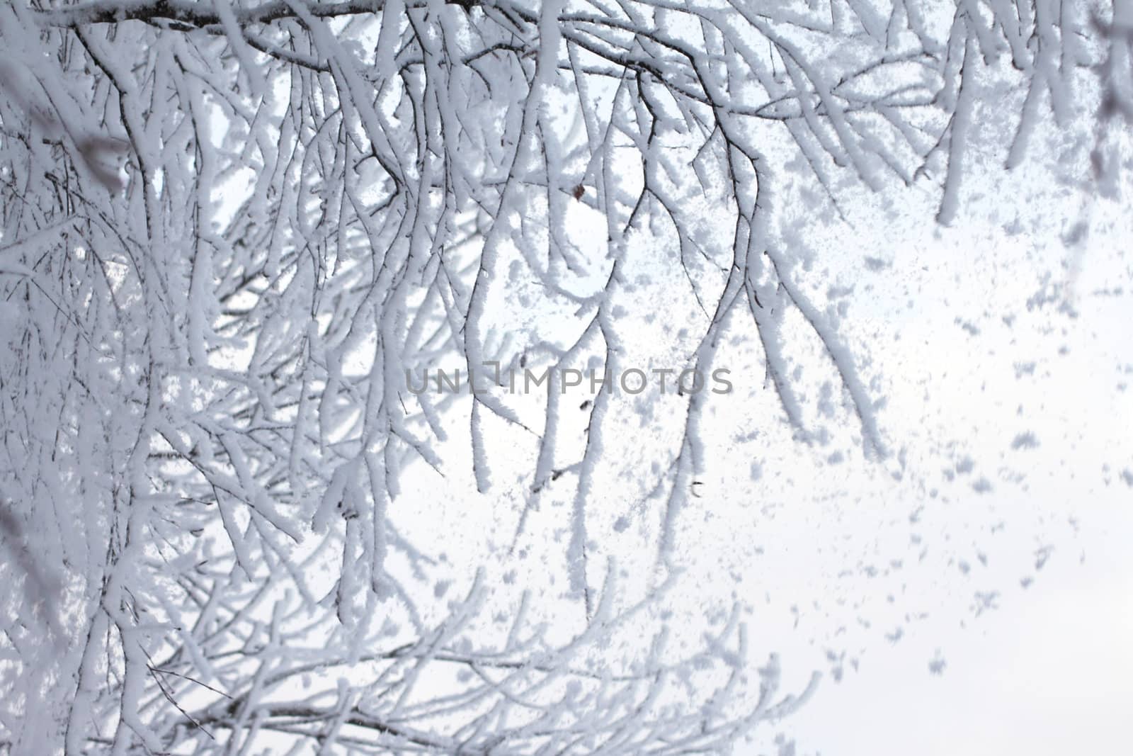 Winter branches of a tree in hoarfrost removed from sun day